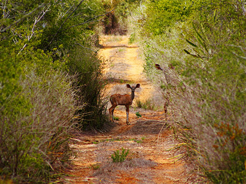 Parque Nacional da Quiçama